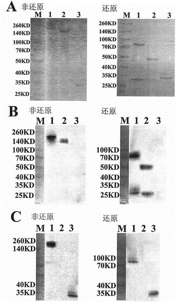 Antibody fusion protein targeting VEGFR2 as well as preparation and use thereof