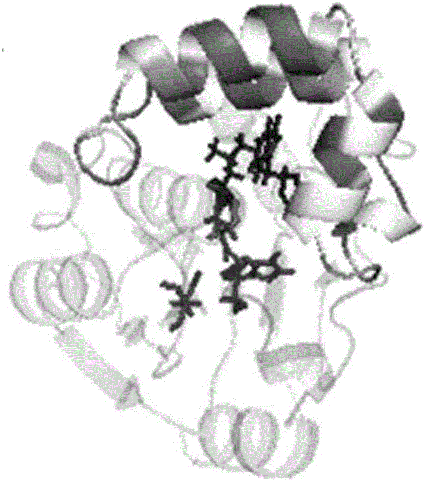 Thermophilic esterase derived from Aquifex aeolicus strain and expression thereof