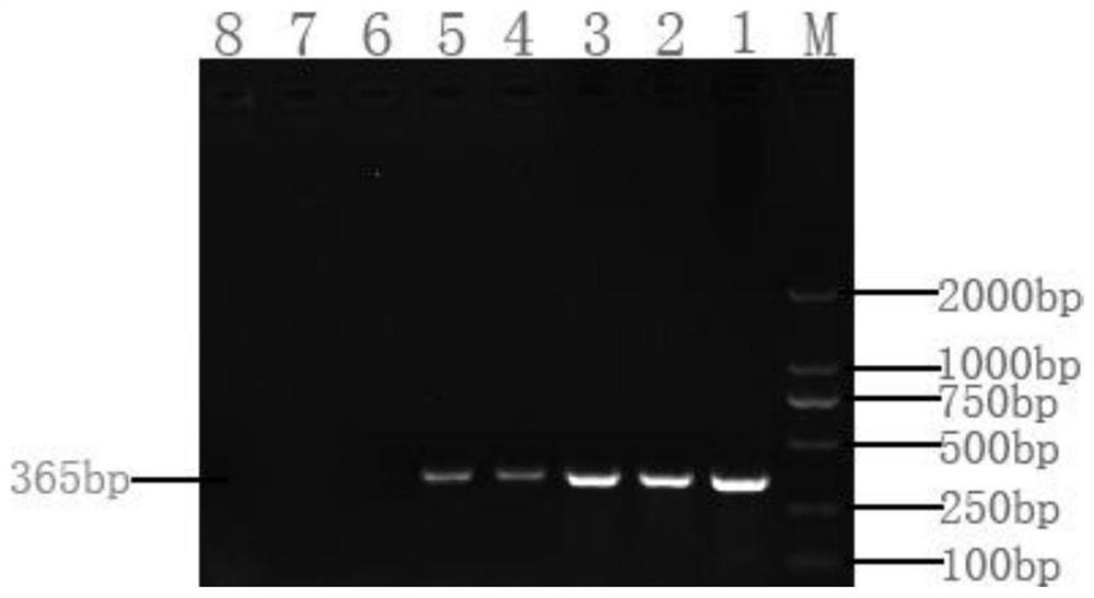 A specific primer for detecting Acinetobacter johnsonii and its method and application