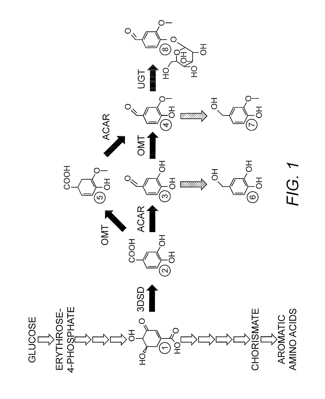 Recombinant host cell for the biosynthesis of vanillin or vanillin beta-D-glucoside