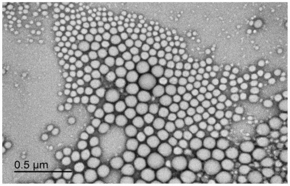 Methods and devices for reducing vacular smooth muscle cell proliferation