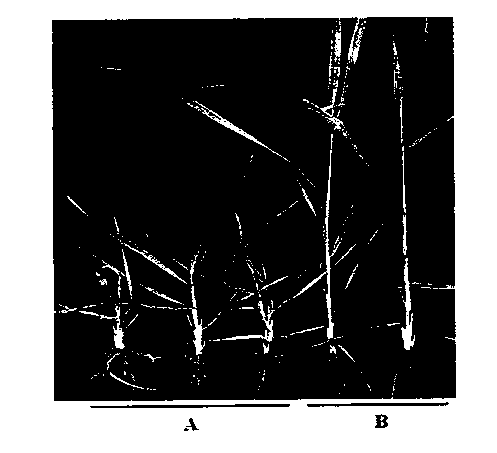 Method for preserving rice black-streaked dwarf virus indoor living bodies