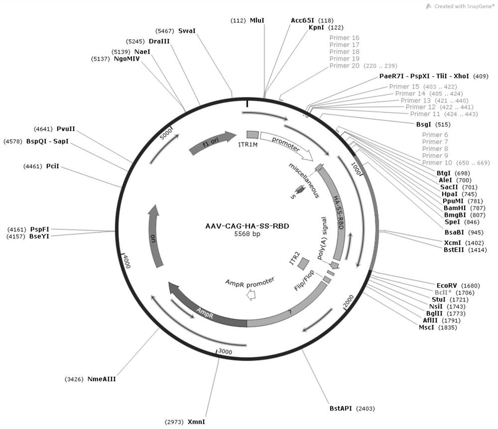 Adeno-associated virus mediated novel coronavirus antibody inducer and vaccine composition