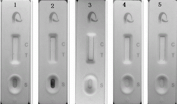 Test paper box capable of detecting escherichia coli O157:H7