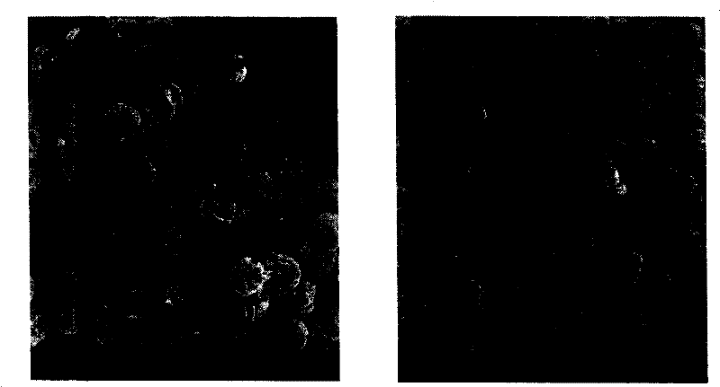 Supercritical carbonic anhydride wall-breaking method for melissa powder