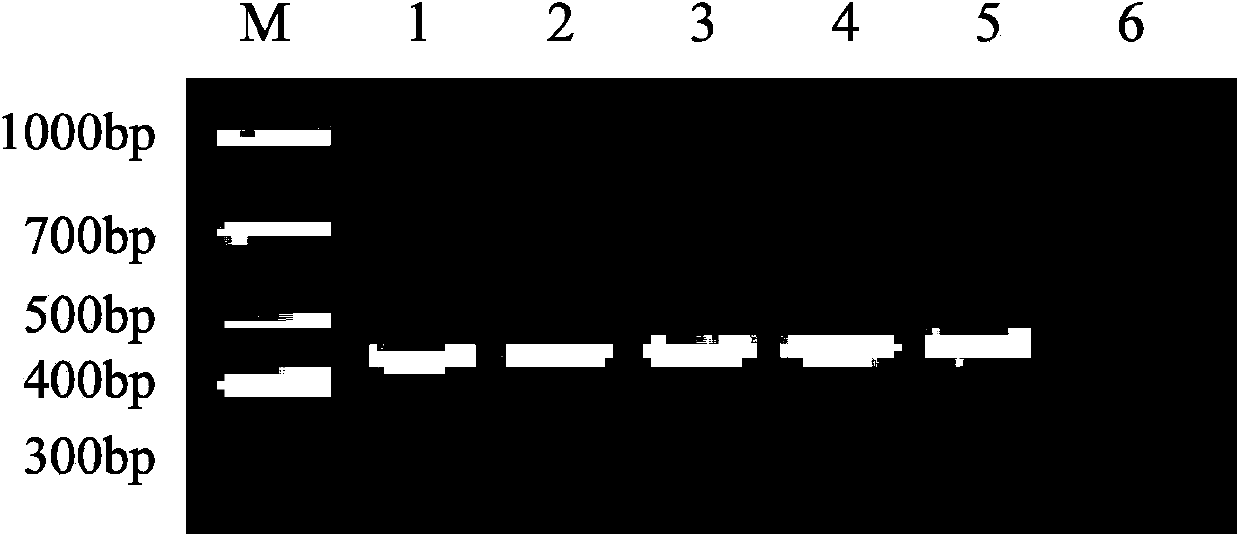 General RT-PCR detection primer for muscovy duck reoviruses and detection method