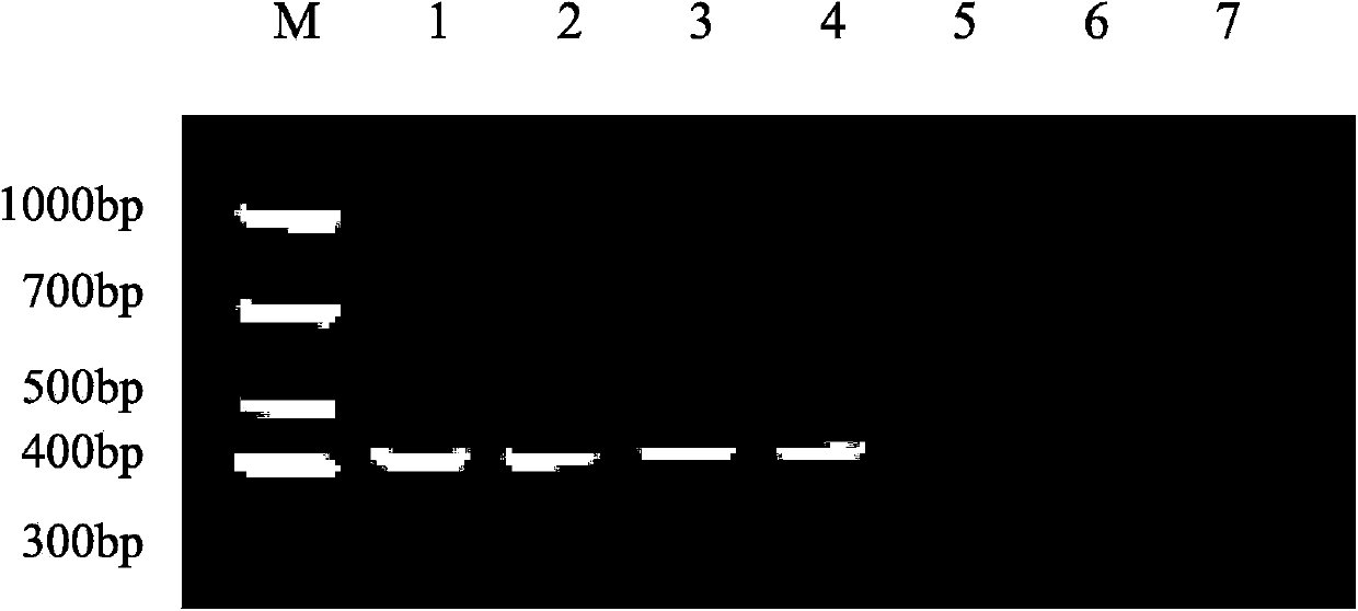 General RT-PCR detection primer for muscovy duck reoviruses and detection method