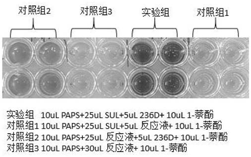 High-specificity coupling enzyme YND mutant of PAP based on molecular docking, method and application