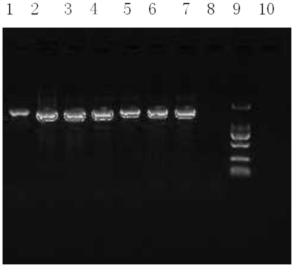Method for rapidly obtaining probiotic drug-resistant gene in sterilized dairy product based on high-throughput sequencing technology
