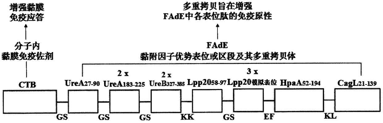 A kind of helicobacter pylori tetravalent adhesion factor multi-epitope vaccine and preparation method thereof