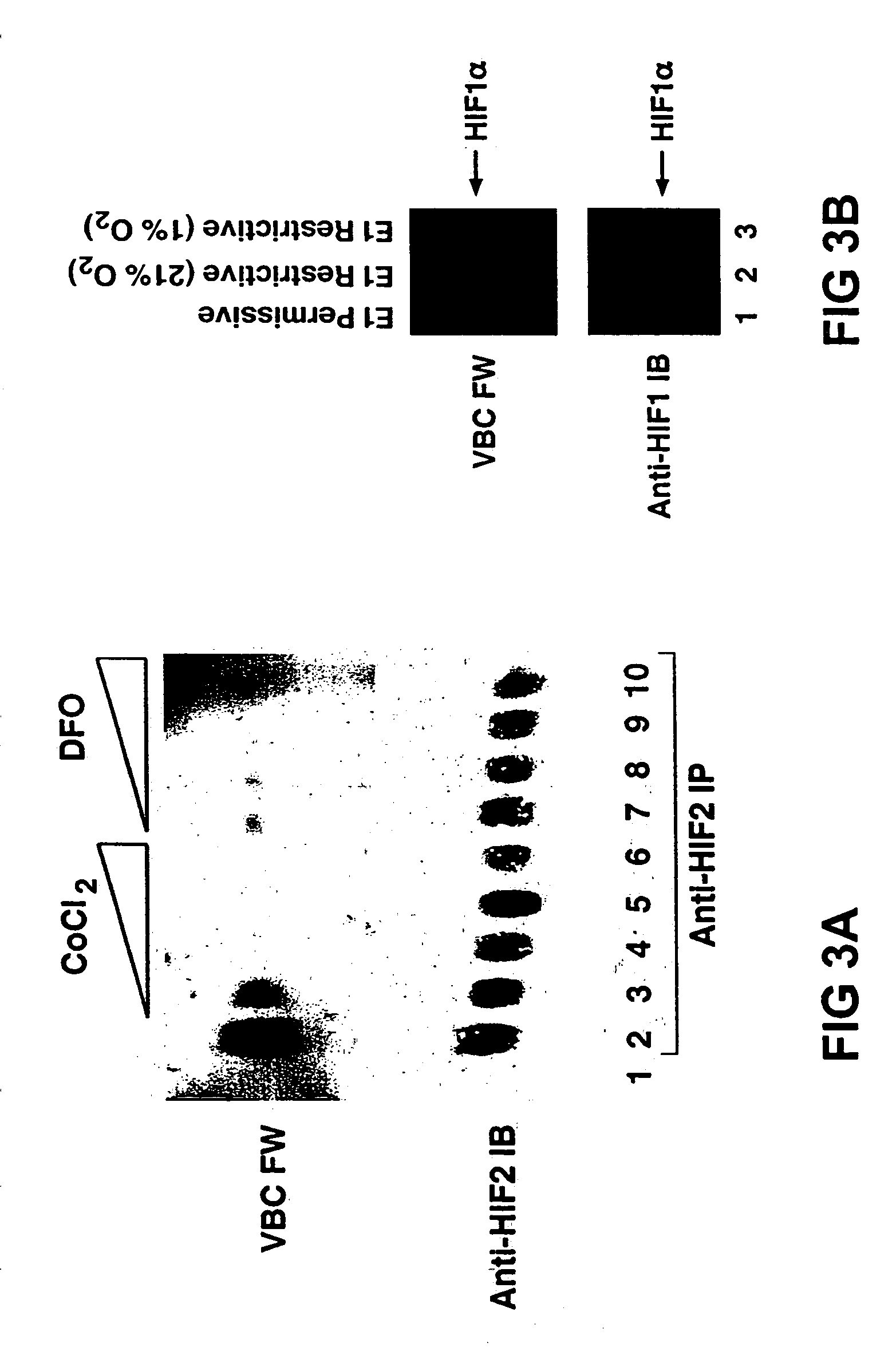 Transgenic animals expressing light-emitting fusion proteins and diagnostic and therapeutic methods therefor