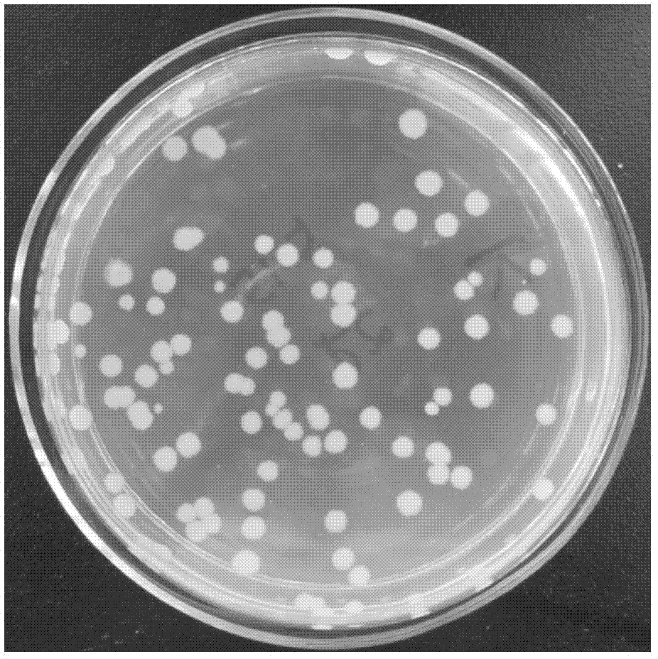 Constructing method and application of plasmid capable of being copied in arthrobacter simplex and expressing steroid compound A ring 1, 2 dehydrogenase genes
