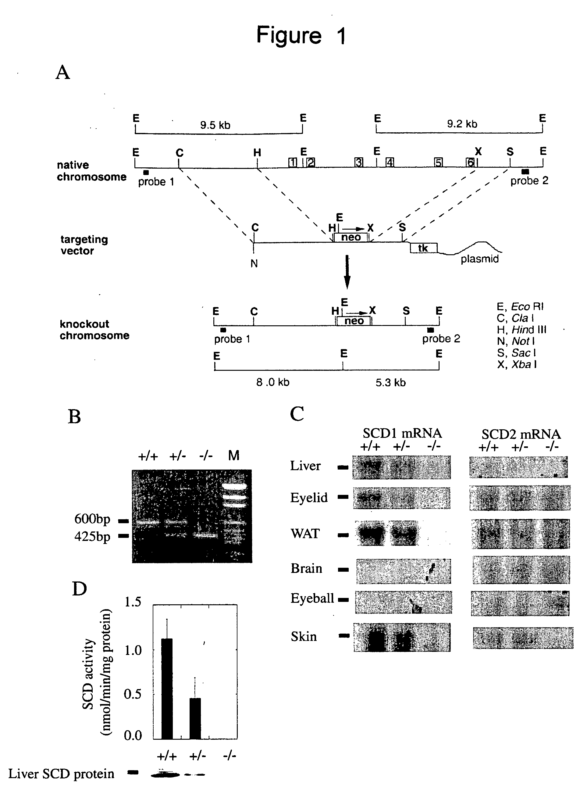 Methods and compositions using stearoyl-CoA desaturase to identify triglyceride reducing therapeutic agents