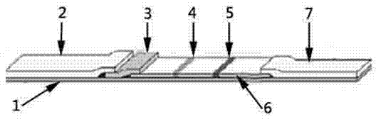 Ovinetheileriasis immuno colloidal gold detection test paper strip and preparation method thereof