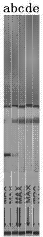 Ovinetheileriasis immuno colloidal gold detection test paper strip and preparation method thereof