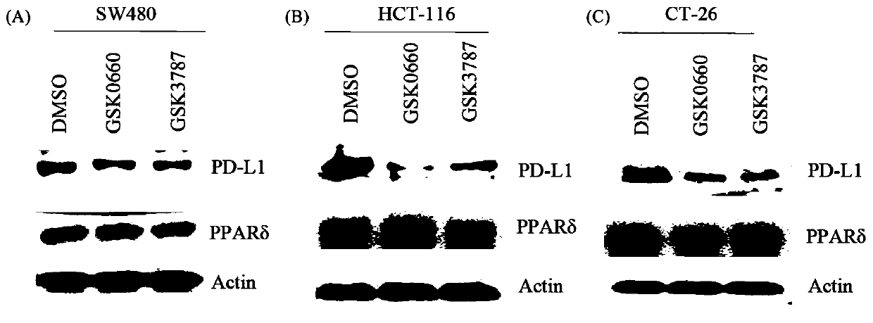 Application of PPAR-delta antagonist combined with PD-1 antibody in preparation of tumor immune drug