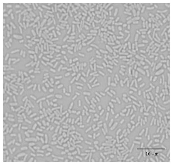 Pantoea for conversion of resveratrol to ε-glutin and uses thereof