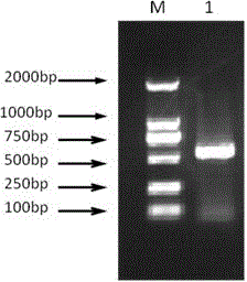 Grouper interferon IFNγ2 and its preparation method and application