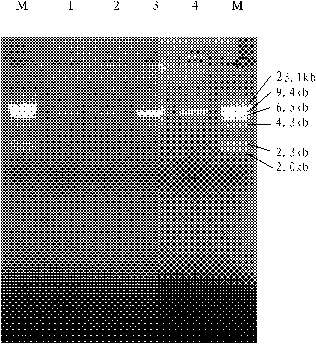 Method and kit for extracting total DNA of soil and sediment