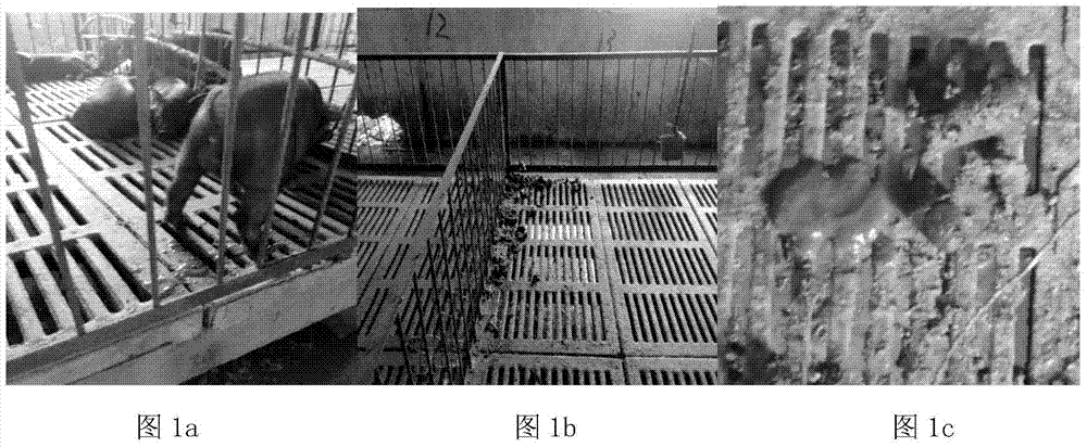 A composite preparation for reducing a diarrhea rate of weaned piglets and a preparing method thereof