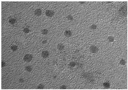 Application of carbon dots in the preparation of anti-ultraviolet products