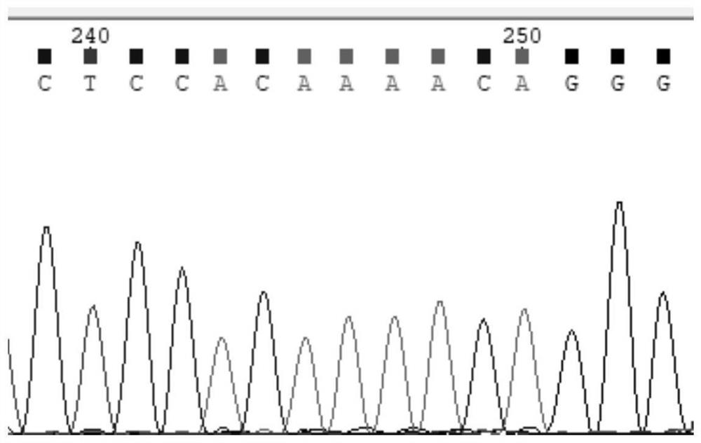 Dilated cardiomyopathy gene detection marker and application thereof