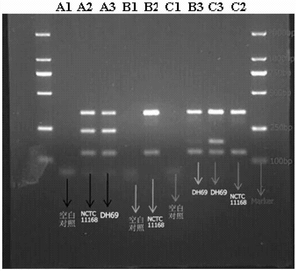 Multiple PCR method for detecting quinolone antibiotics campylobacter jejuni and kit