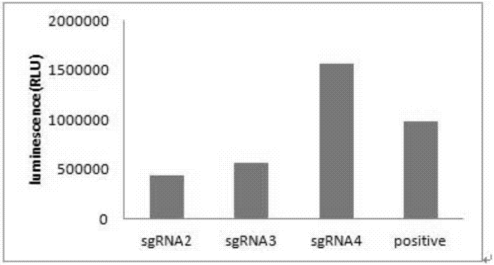 sgRNA sequence for specifically knocking-out DHFR (Dihydrofolate Reductase) gene