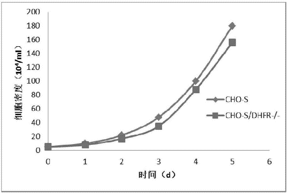 sgRNA sequence for specifically knocking-out DHFR (Dihydrofolate Reductase) gene