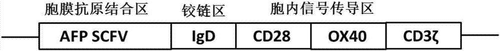 Anti AFP (alpha-fetoprotein) CAR-T (chimeric antigen receptor T) cell, preparation method thereof and application of cell