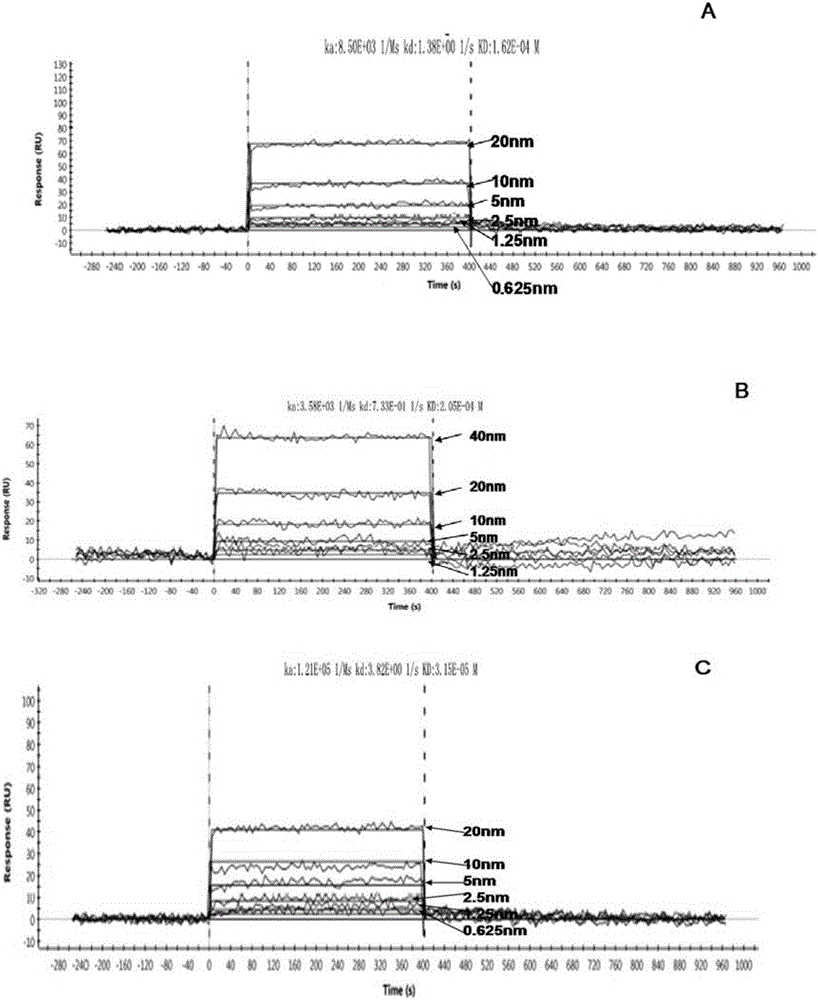 Polypeptide with binding affinity for HPV18 E7 protein and application thereof