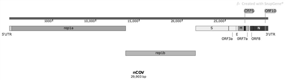 Novel coronavirus SARS-CoV-2 safe replication subsystem and application thereof
