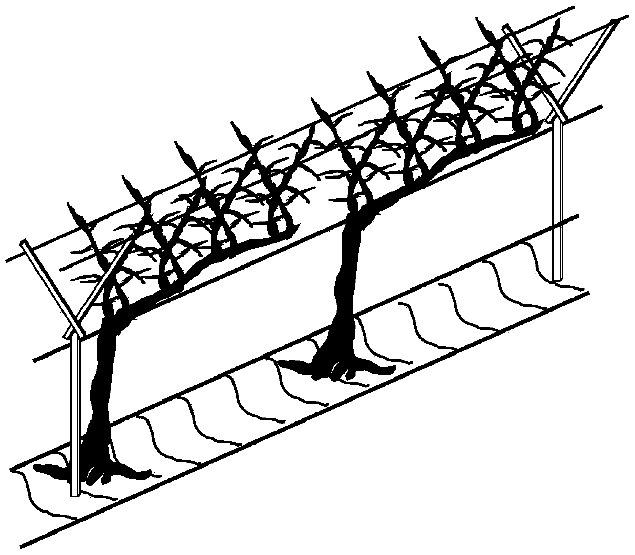 Peach tree shaping and pruning method