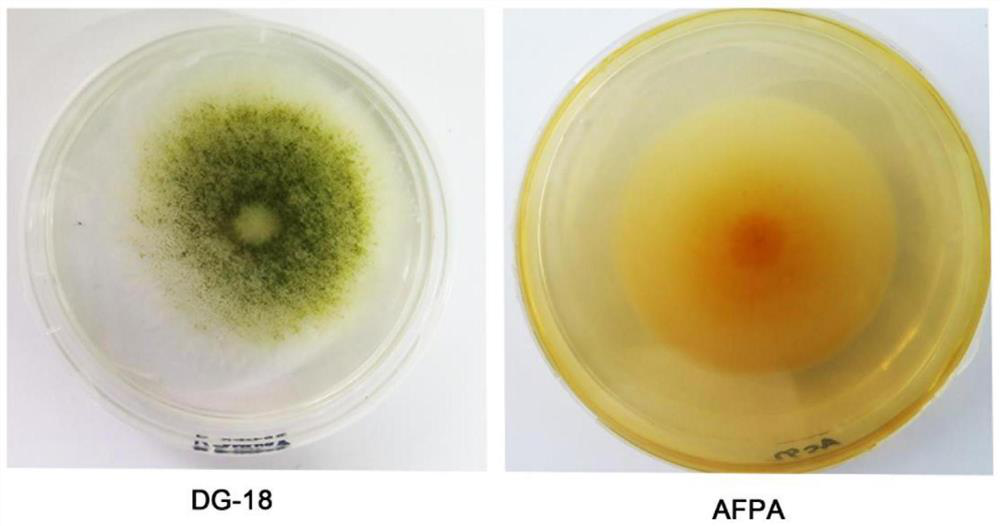Non-toxic aspergillus flavus XZCY1805 and application thereof