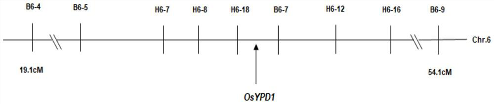 Gene related to rice leaf color variation, premature senility and stress tolerance, protein coded by gene and application of protein