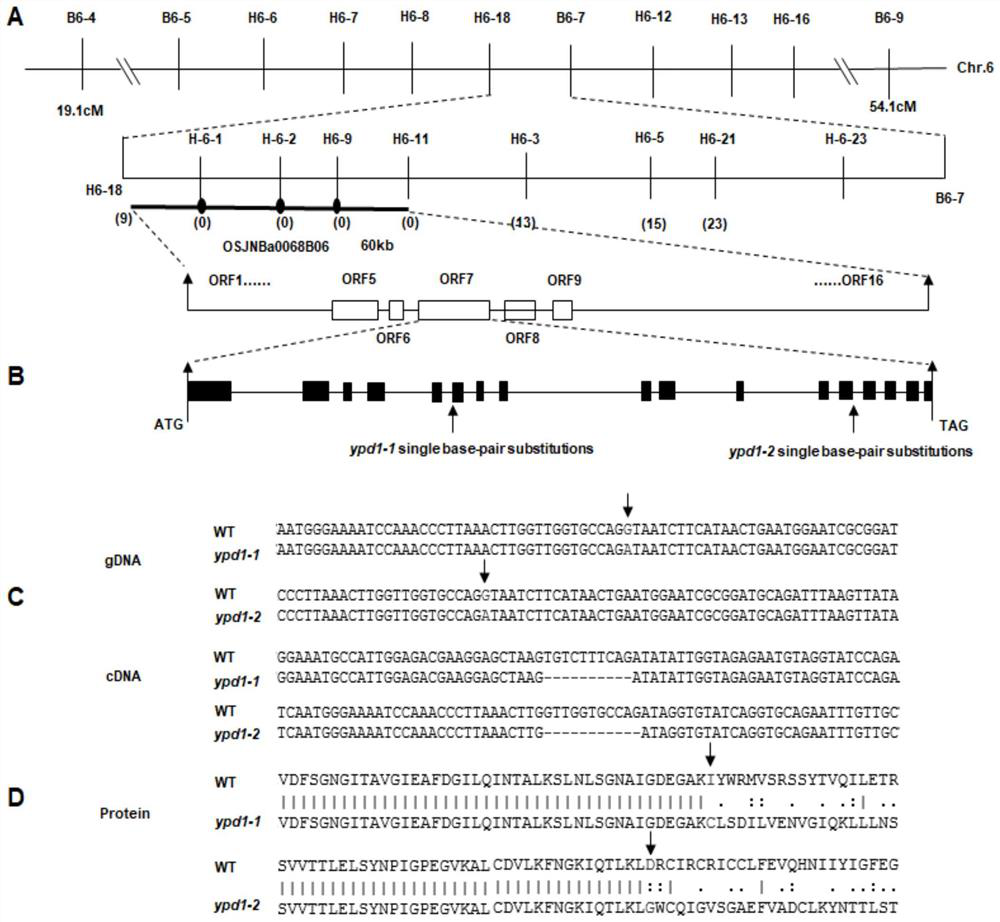 Gene related to rice leaf color variation, premature senility and stress tolerance, protein coded by gene and application of protein