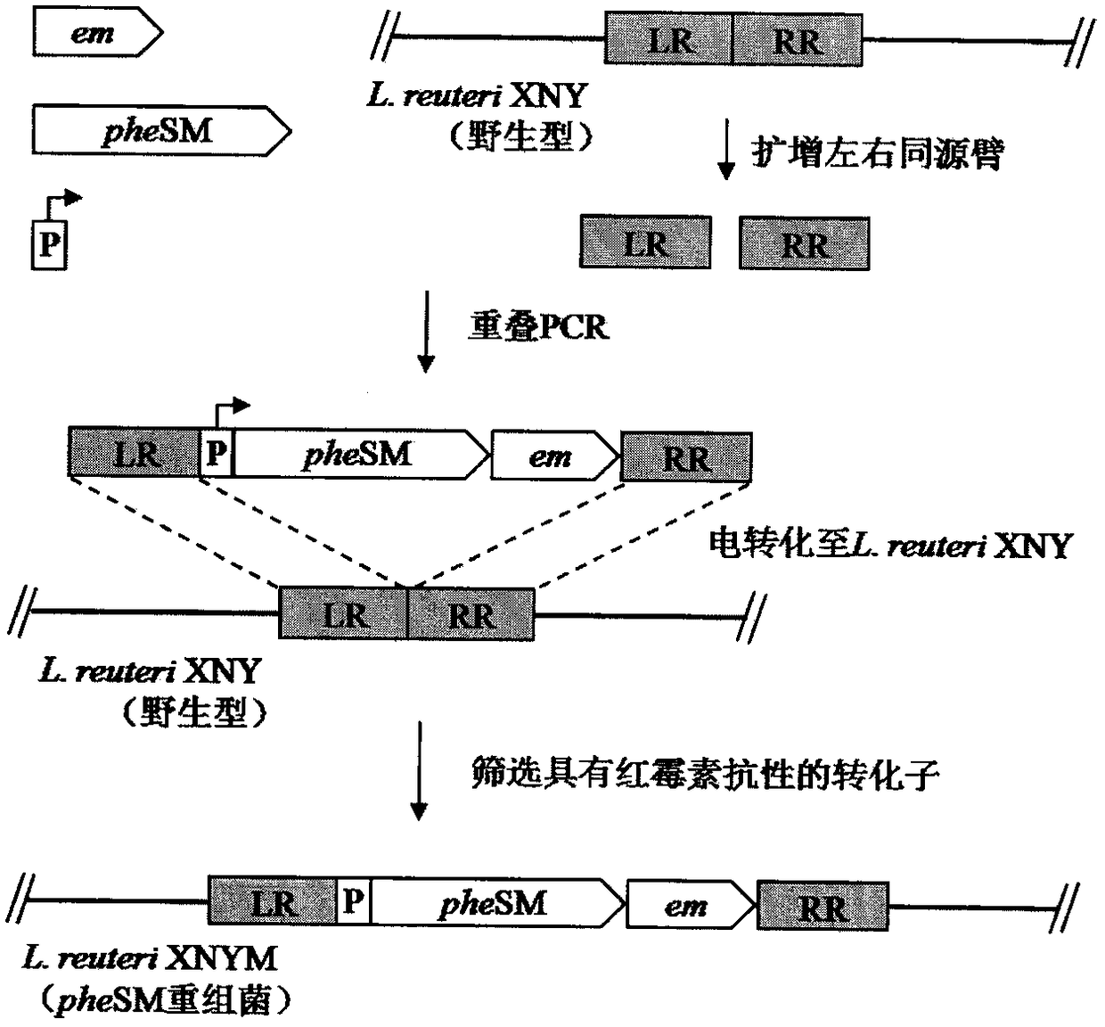 A method for establishing a Lactobacillus reuteri non-resistance marker gene integration system and its application