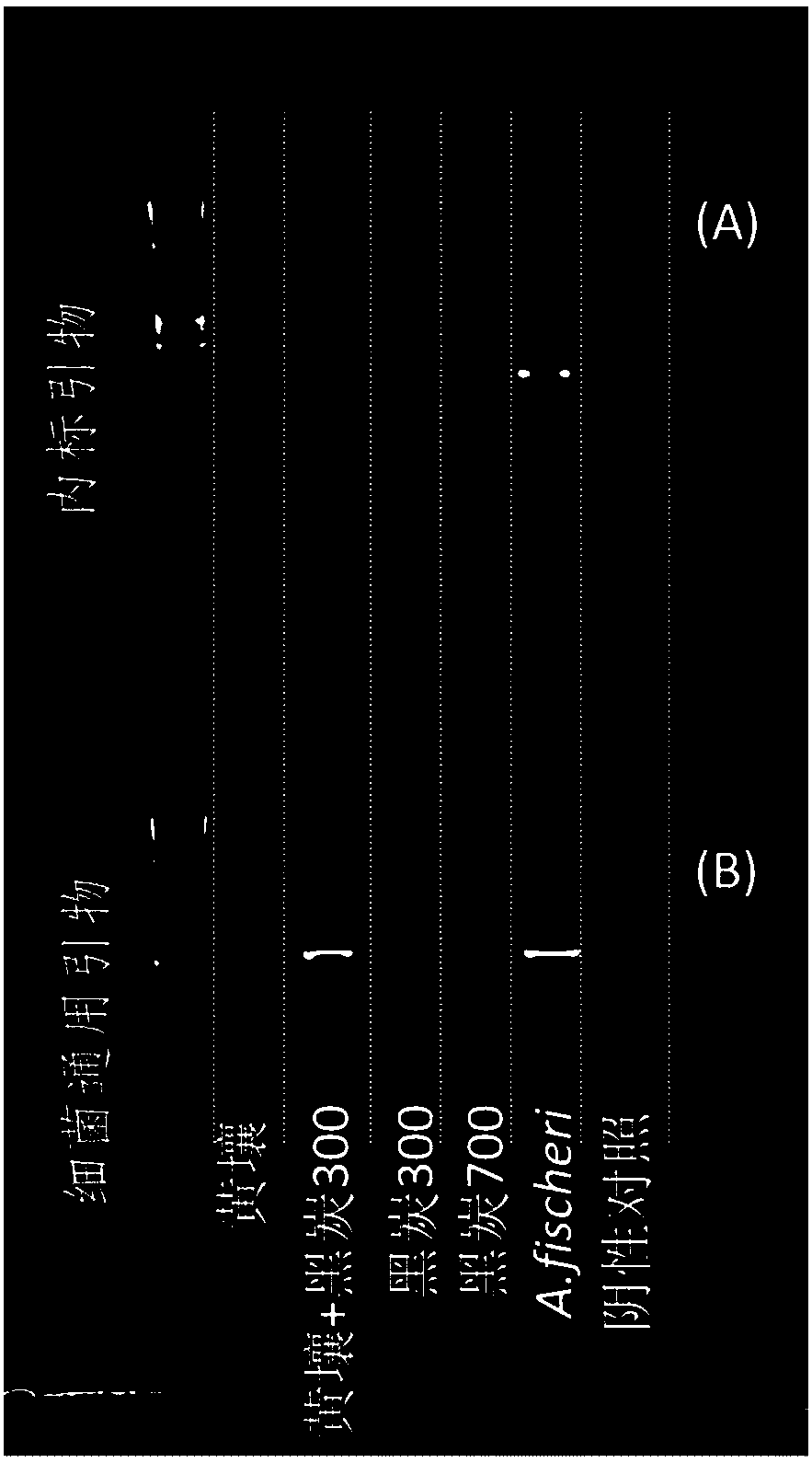 Method for determining DNA extraction rate of soil sample