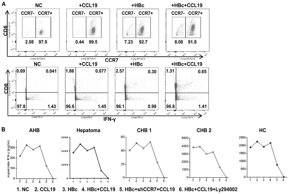 Hepatitis B immunotherapy agent targeting ccl19/ccr7 and its use