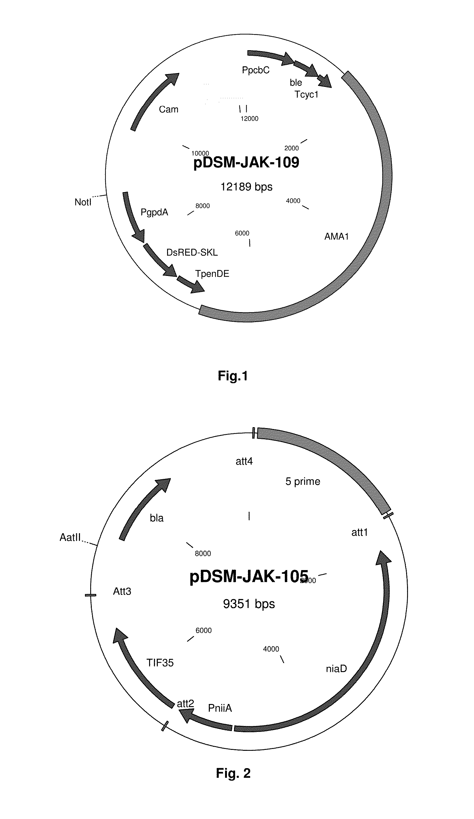 Vector-host system