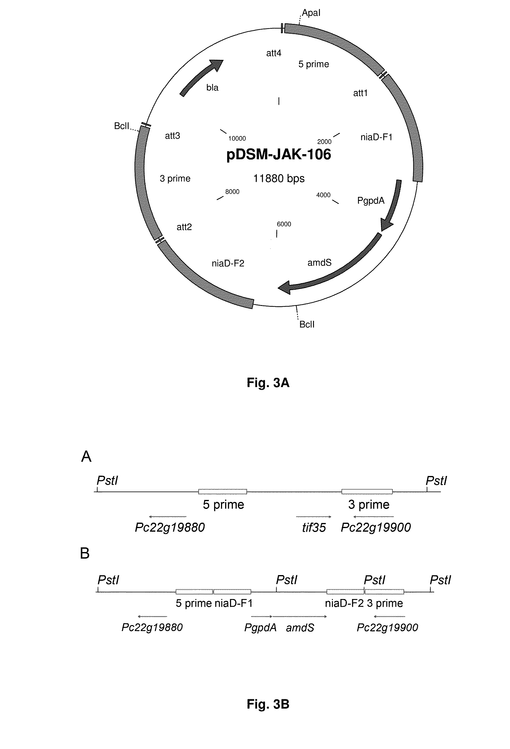 Vector-host system