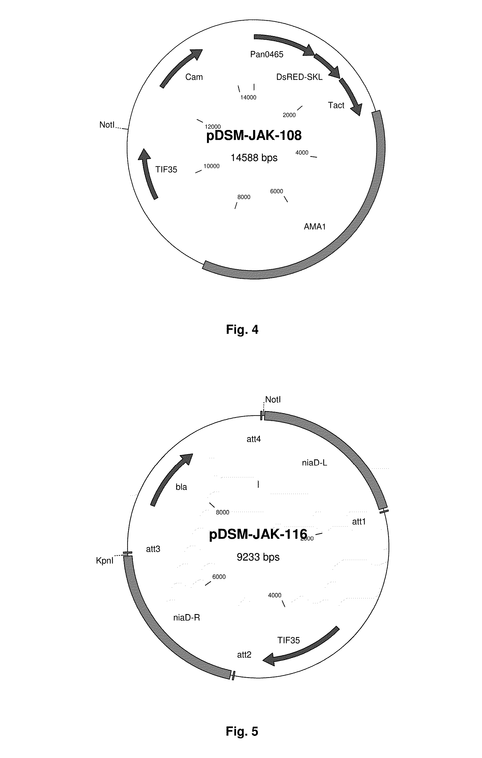 Vector-host system