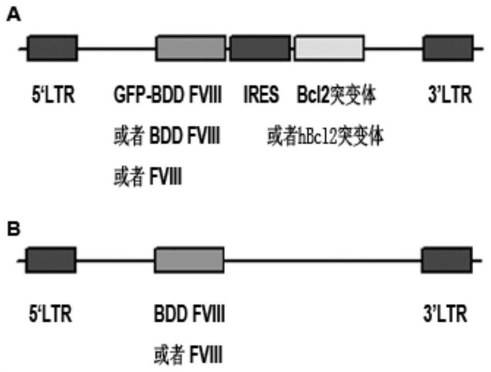 bcl2 mutant capable of promoting large gene expression and its application