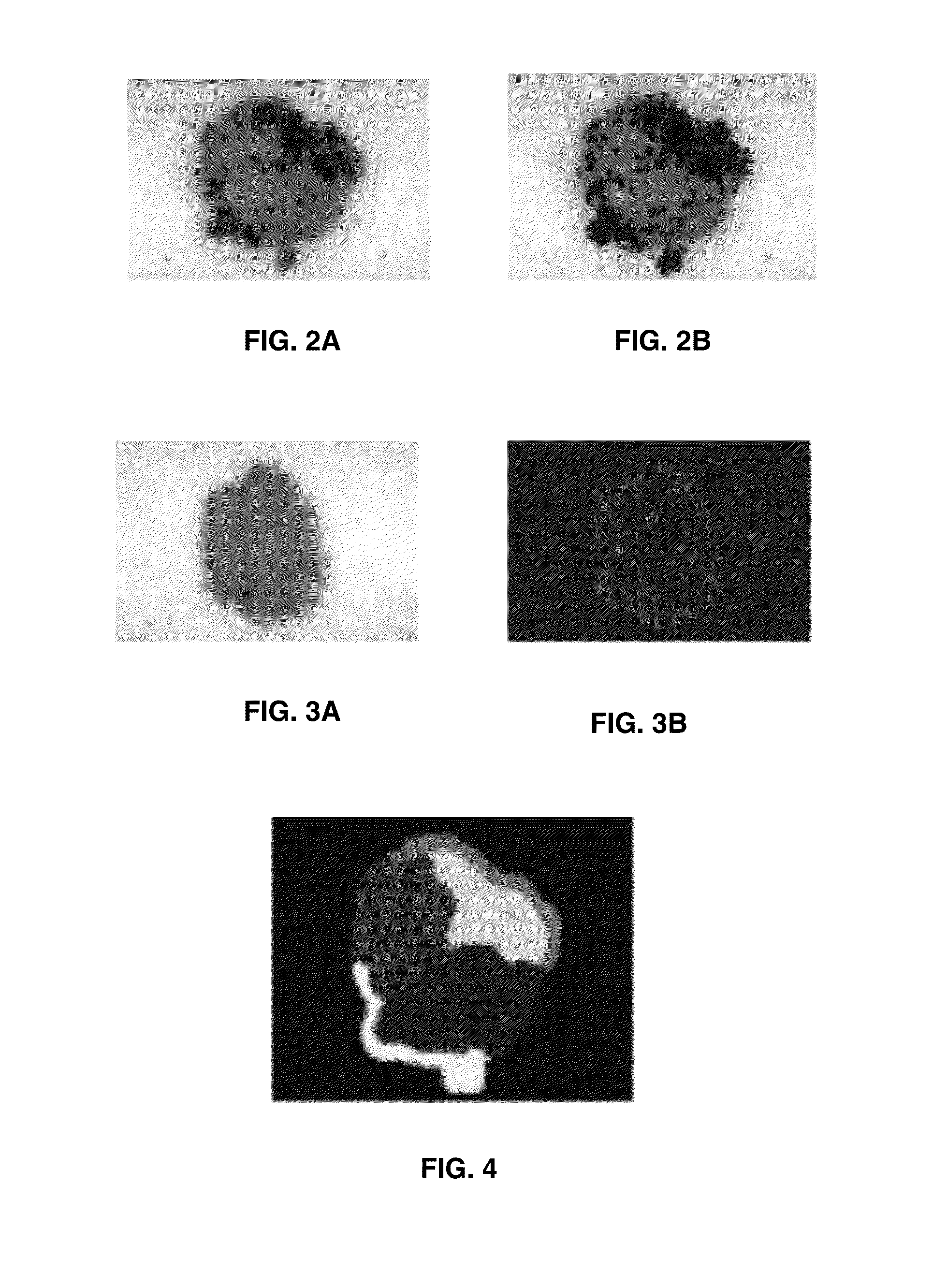 Methods and Software for Screening and Diagnosing Skin Lesions and Plant Diseases