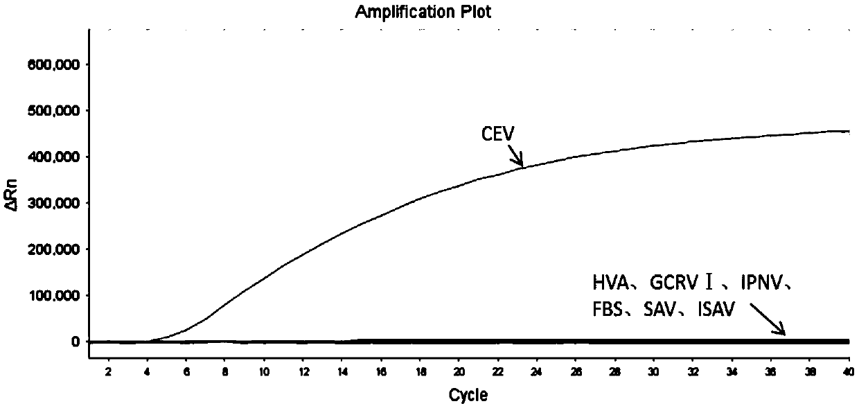 Carp edema virus (CEV) RAA constant-temperature fluorescence detection method and kit