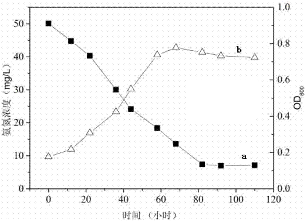 Low-temperature-resistance nitrobacteria and application thereof