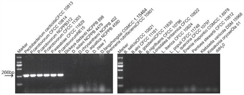 Primer pair, kit and method for detecting and identifying Pectobacterium bacteria