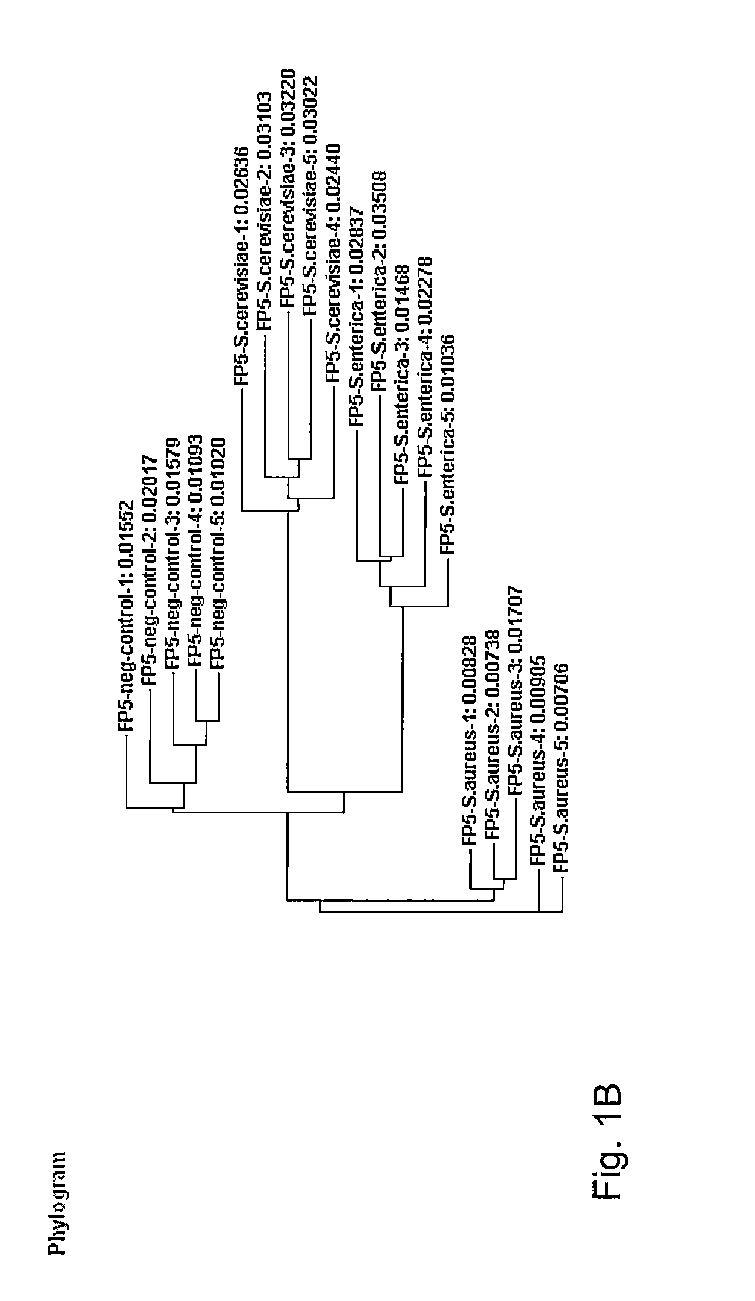 Genetic fingerprinting and identification method