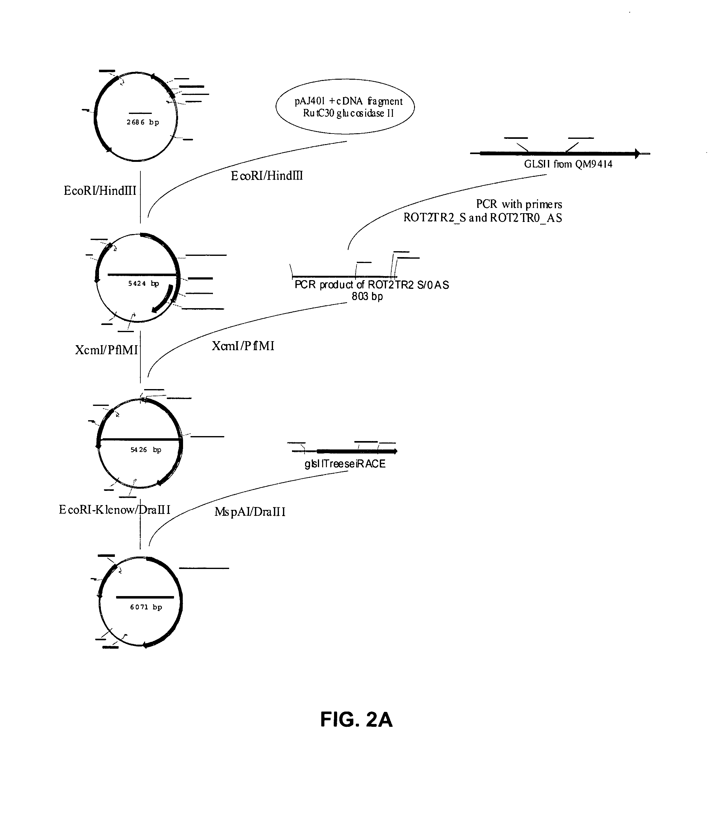 Protein secretion in eukaryotic cells