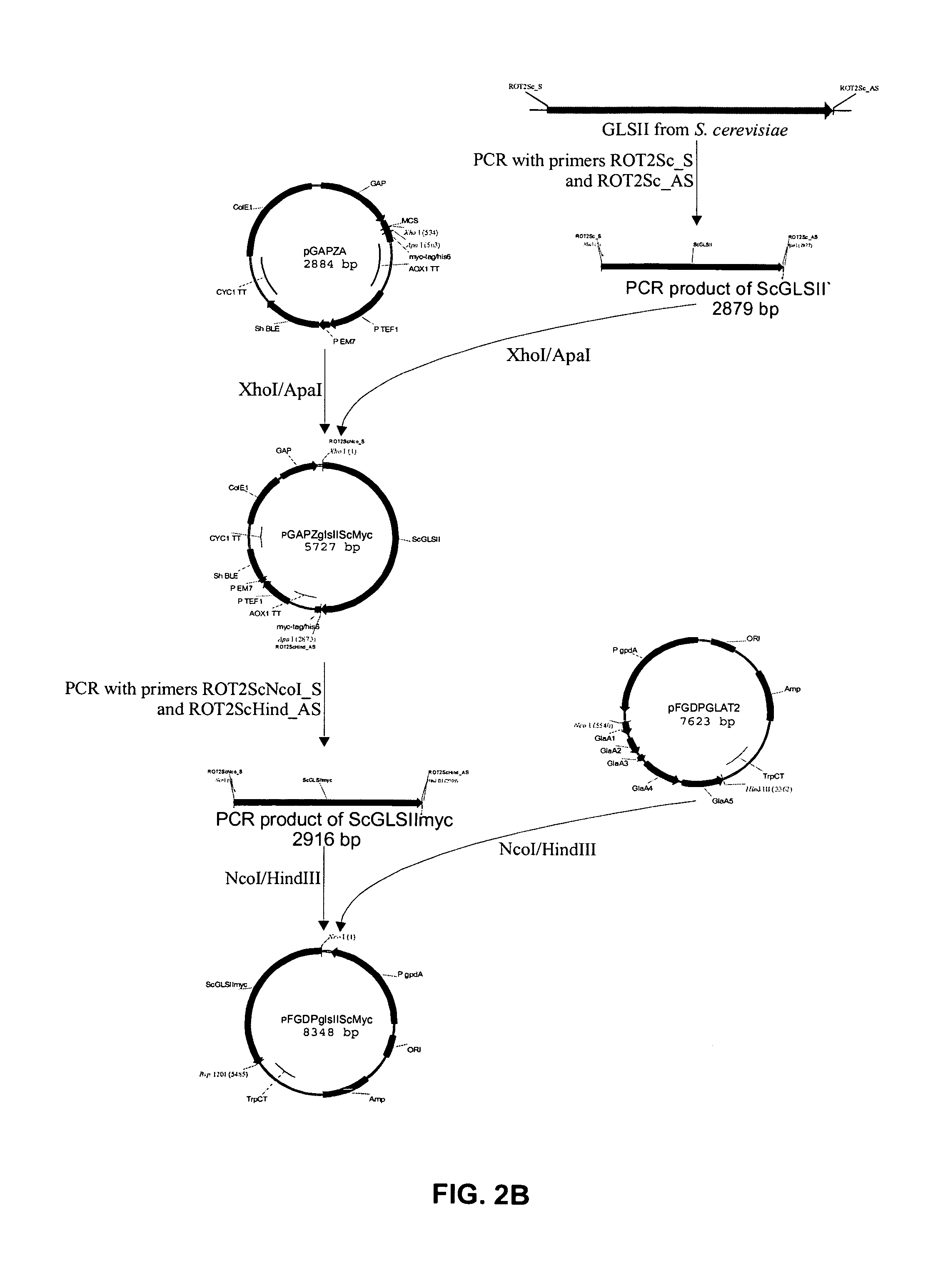 Protein secretion in eukaryotic cells